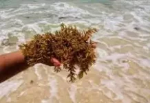 Medio Ambiente lanza convocatoria para proyectos de recolección y valorización del sargazo