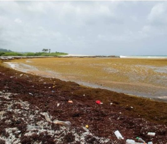 La invasión del sargazo: una amenaza que regresa al Caribe