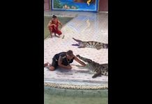 FUERTE VIDEO: Un cocodrilo muerde el brazo de un domador en pleno espectáculo en Tailandia