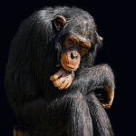 Los científicos destruyen uno de los mitos de la evolución humana