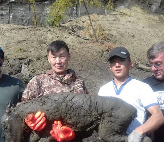 Hallan un potro congelado de hace 40.000 años en la ‘puerta al mundo subterráneo’ en Siberia
