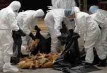 Sacrifican aves en República Dominicana tras detectarse dos brotes de gripe aviar