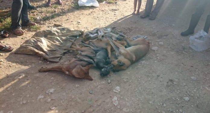 perros envenenados