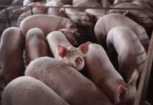 Identifican en China otro virus respiratorio “con potencial para convertirse en pandemia”